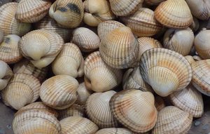 Морской петушок, Вонголе свежемороженные, 0.5 кг, размер 90/110 шт. на кило, глазурь 10%, Португалия